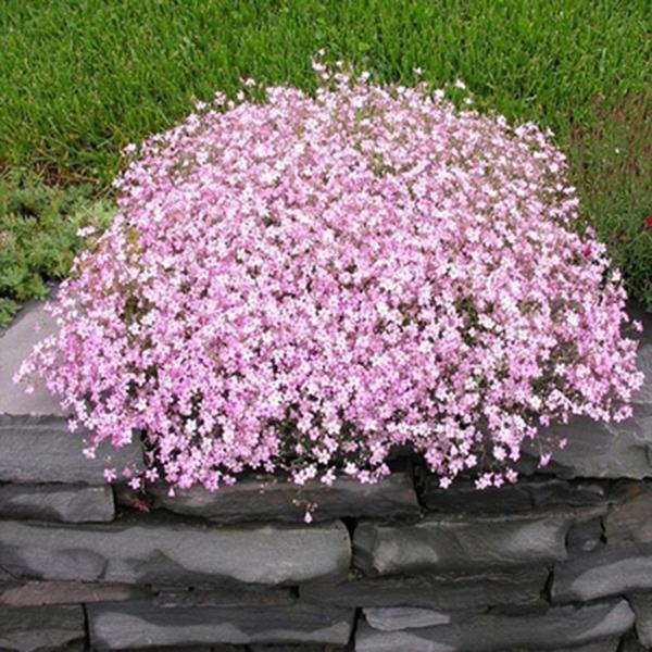 Hạt giống hoa Baby hồng 1 gói 100 hạt