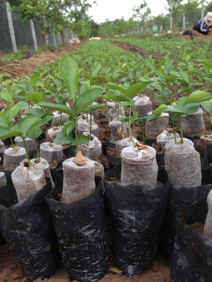 30 viên nén sơ dừa ươm cây trồng rau