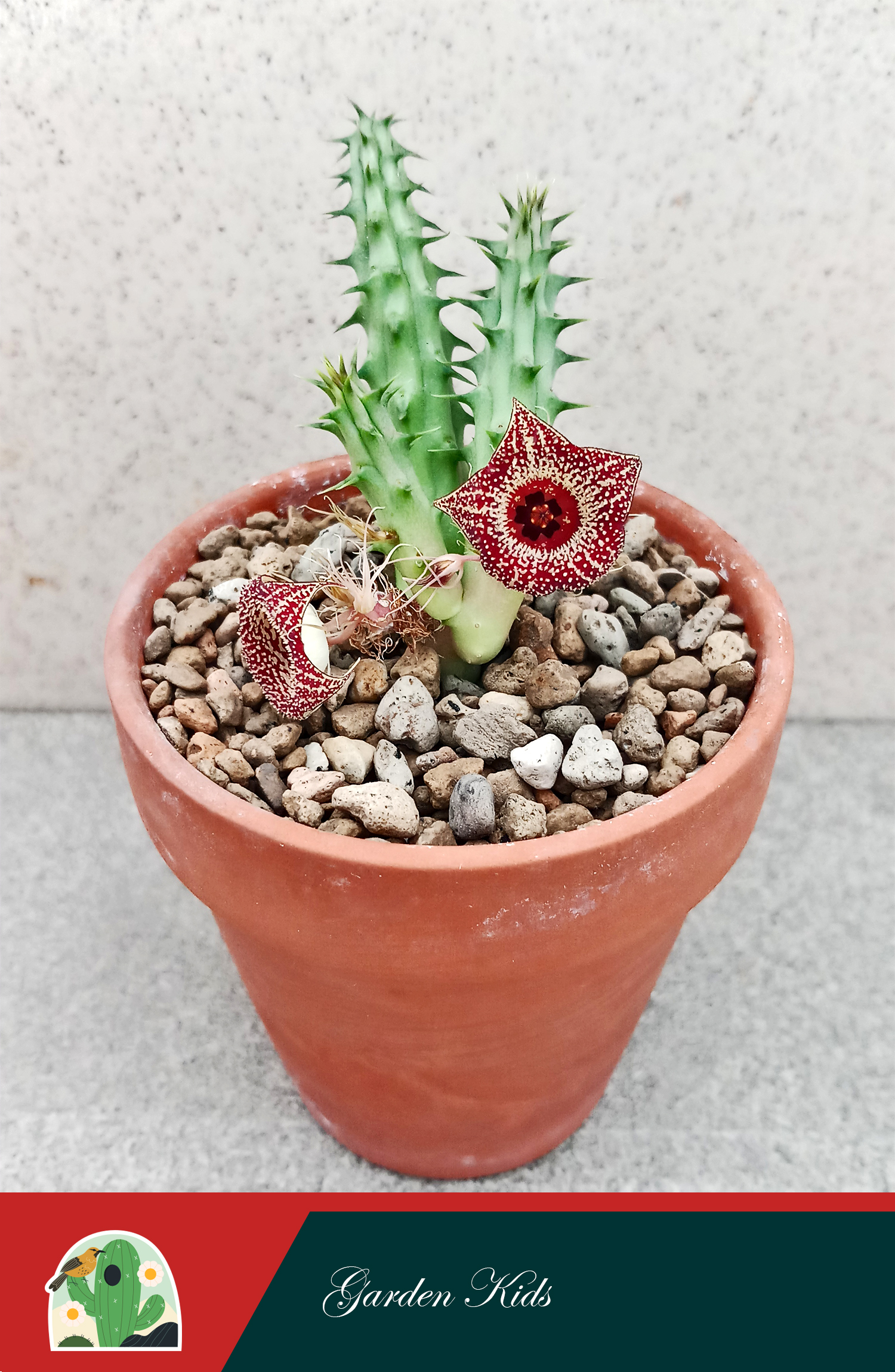 Xương rồng sao biển hoa đỏ (Huernia Strawberry Frosting)