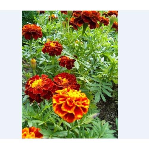 Hạt giống hoa Vạn Thọ lửa ( vạn thọ pháp mix ) - 1 gói 50 hạt