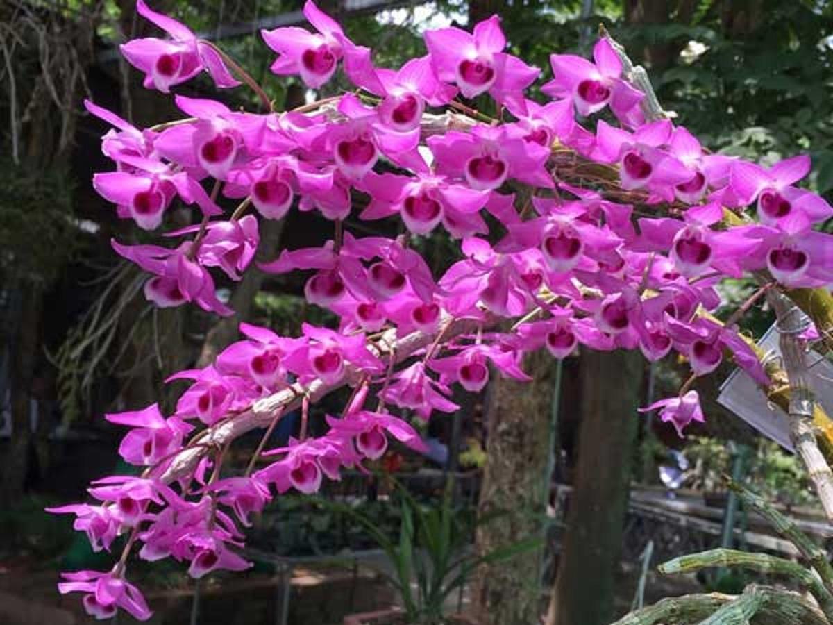 phong lan trầm tím (hàng rừng)