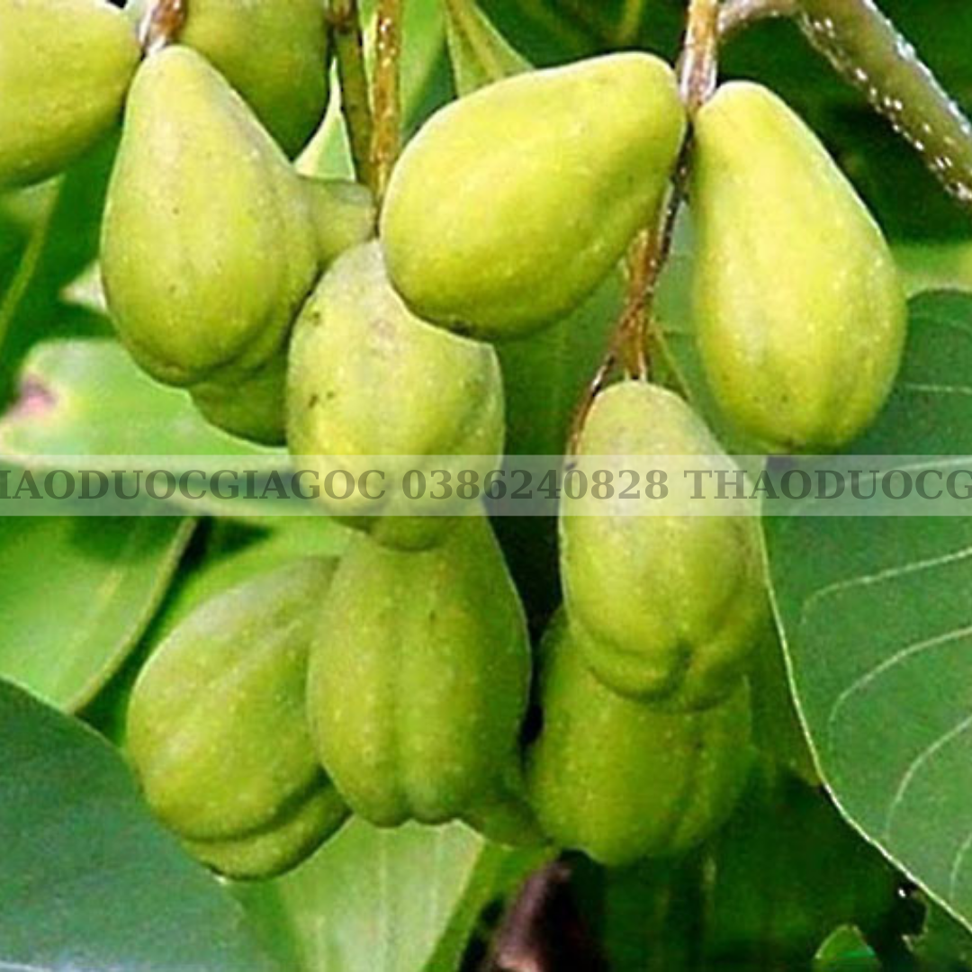 500GR KHA TỬ KHÔ THƠM NGON
