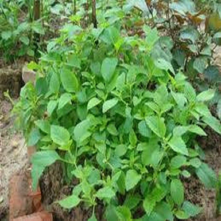 Chậu cây rau kinh giới - cây gia vị