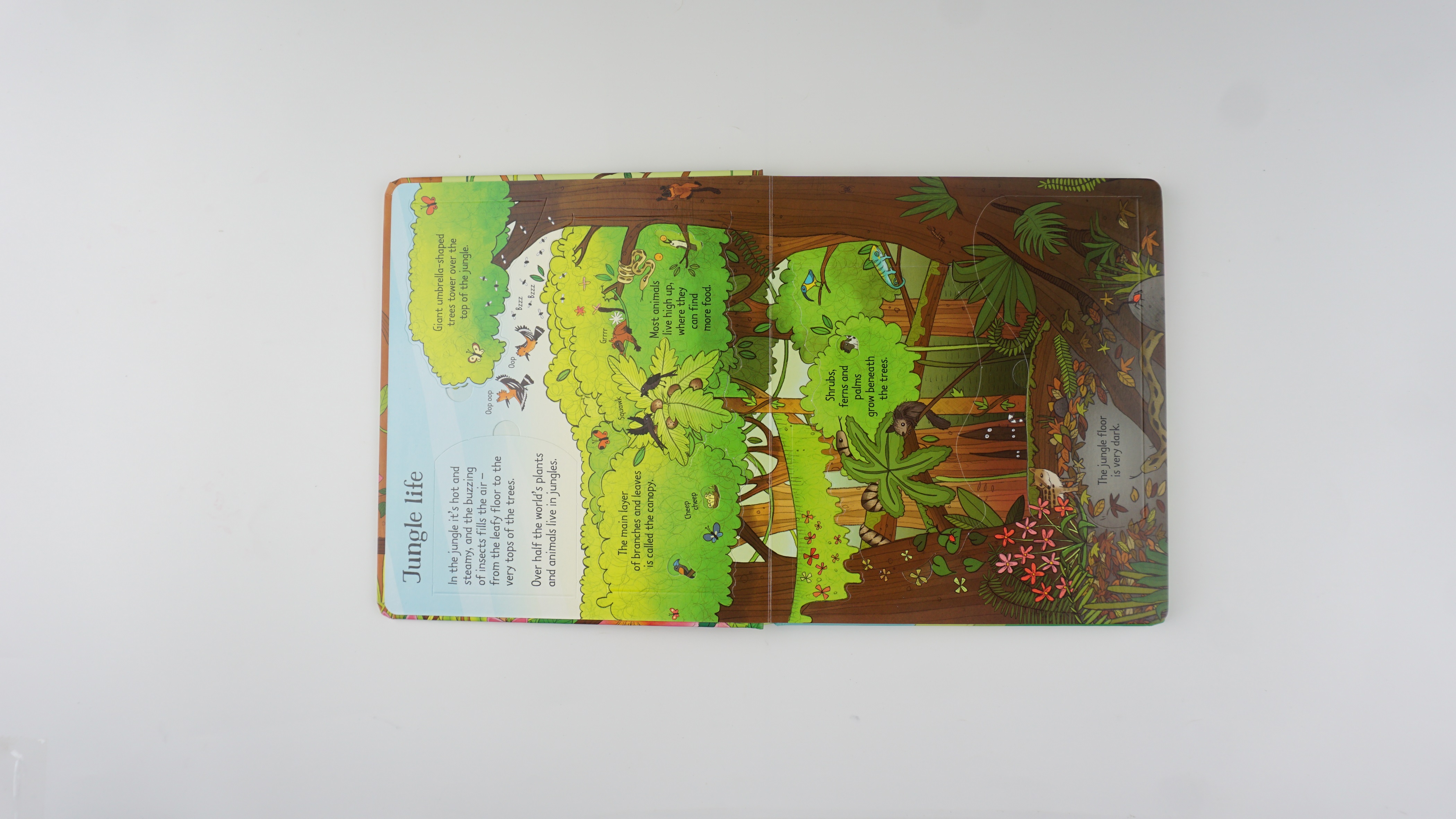 Look Inside the Jungle