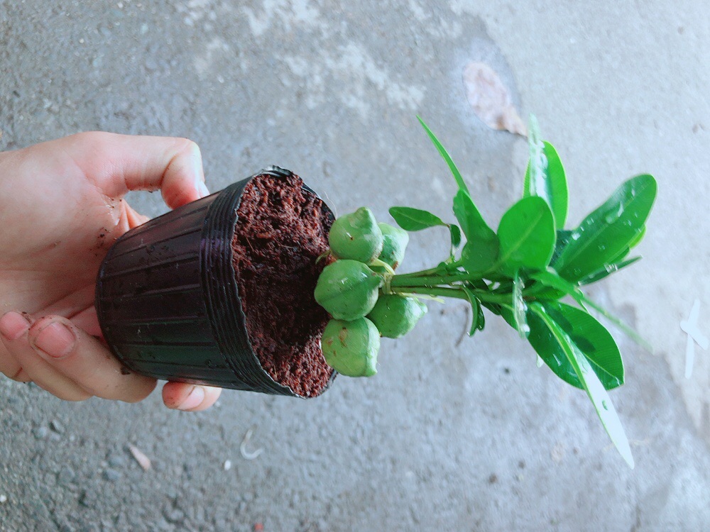 Cây May Mắn
