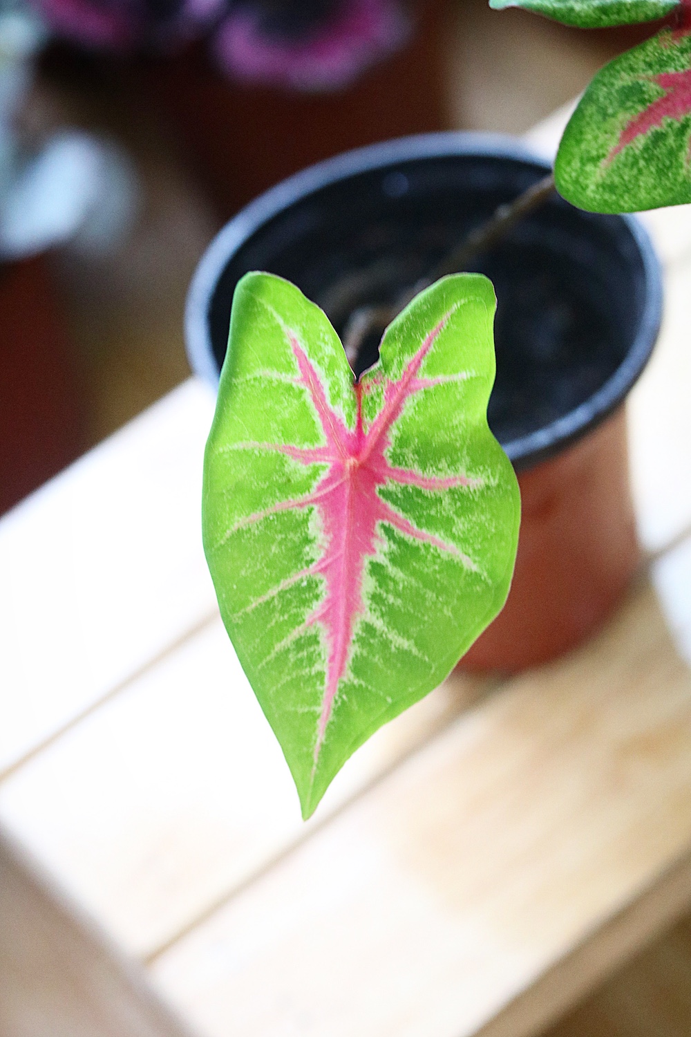 Chậu cây Caladium Biocolor - Môn 2 màu (Môn Biocolor)