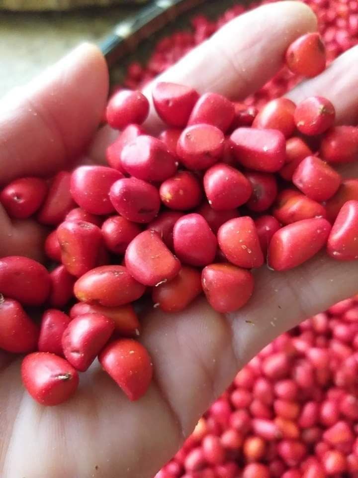 100G HẠT DỔI TÂY BẮC