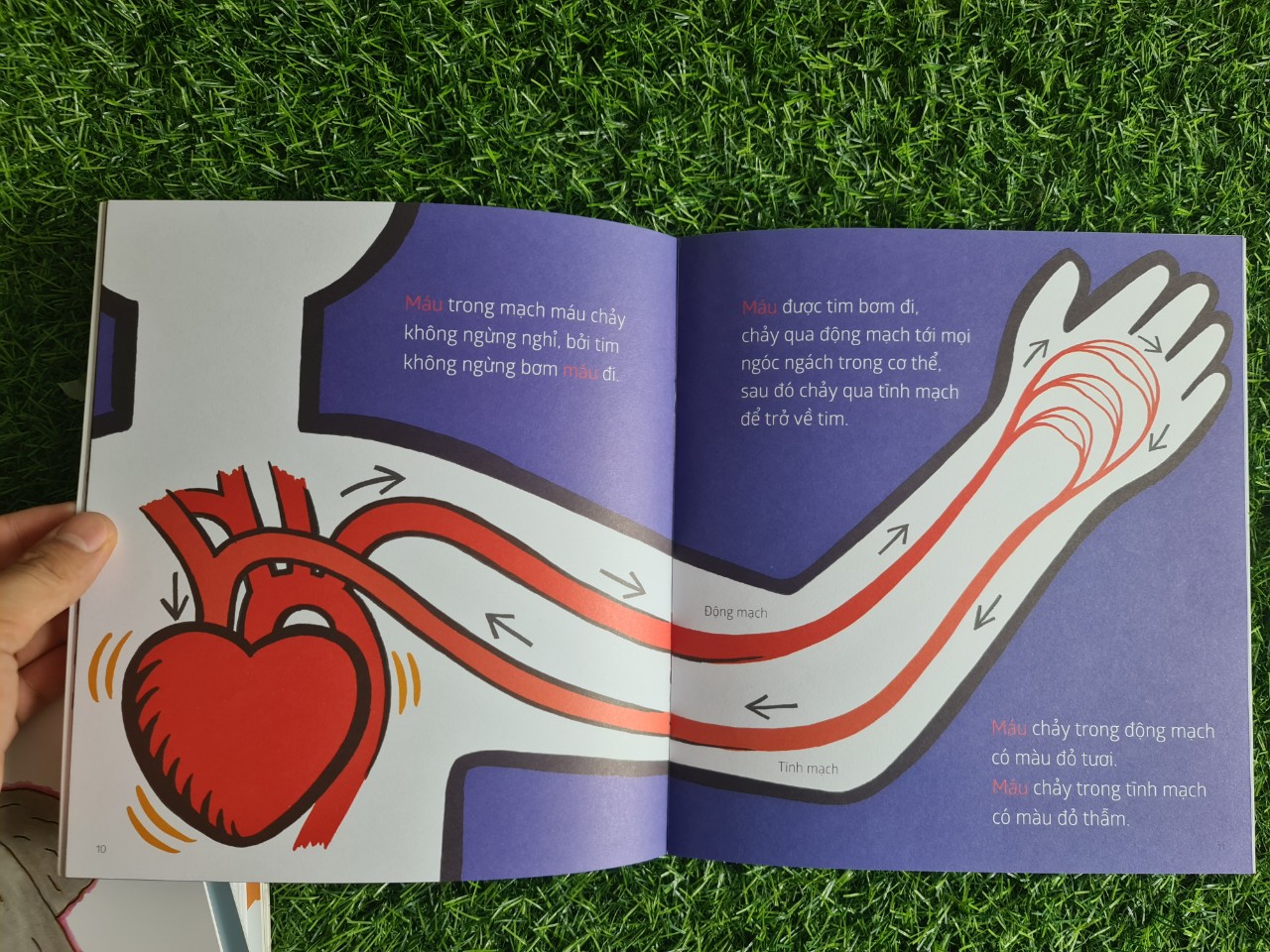 Combo Sách Ehon khoa học cơ thể (9 cuốn)