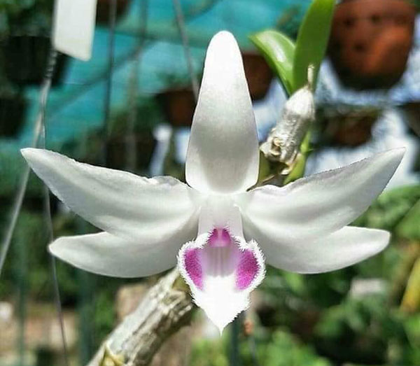 CHẬU Phi điệp 5 cánh trắng ĐỘT BIẾN GÁI NHẢY, ki to khoẻ, hoa cực đẹp hiếm, KI TÁCH THÂN,  hàng CẤY  MÔ 2-3 THÂN DÀI 15-25cm