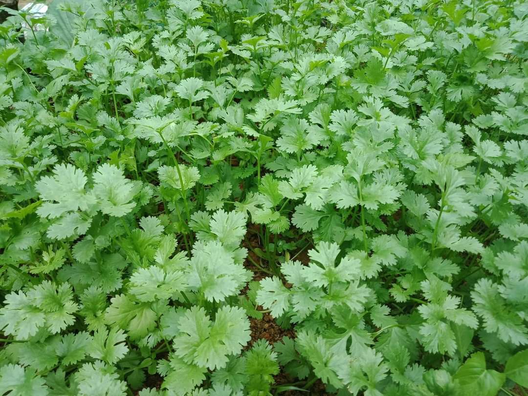 [HCM]Hạt giống ngò rí