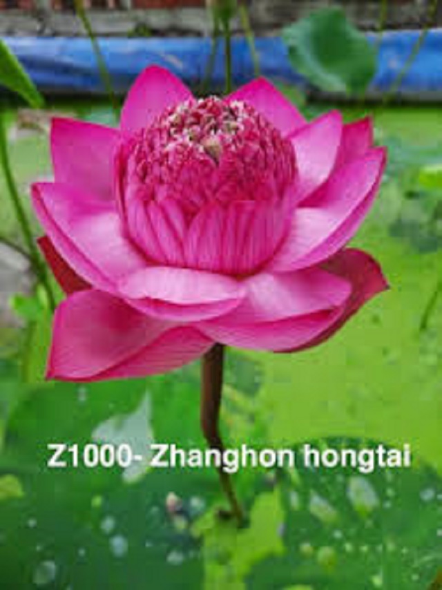củ sen giống đỏ mini