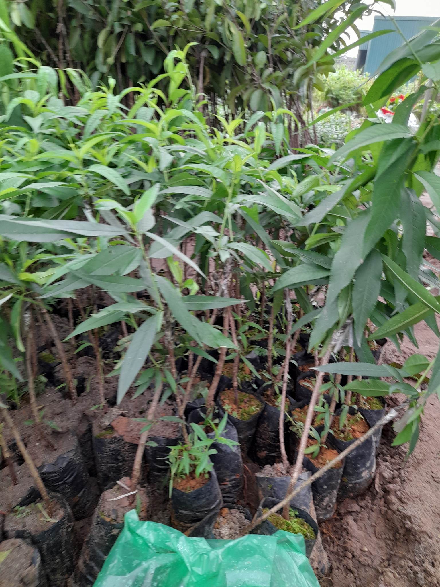 Giống Đào Nhật Tân-Cây Ăn Trái+Tặng kèm phân bón
