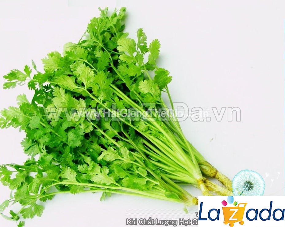 1KG Hạt Giống Ngò Rí Bạc Liêu Đậm Đà Số 1 (| G4*X31)