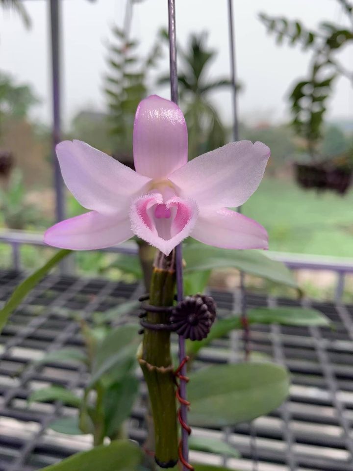 PHI ĐIỆP HỒNG NHẬT HẠ CHẬU NĂM HAI