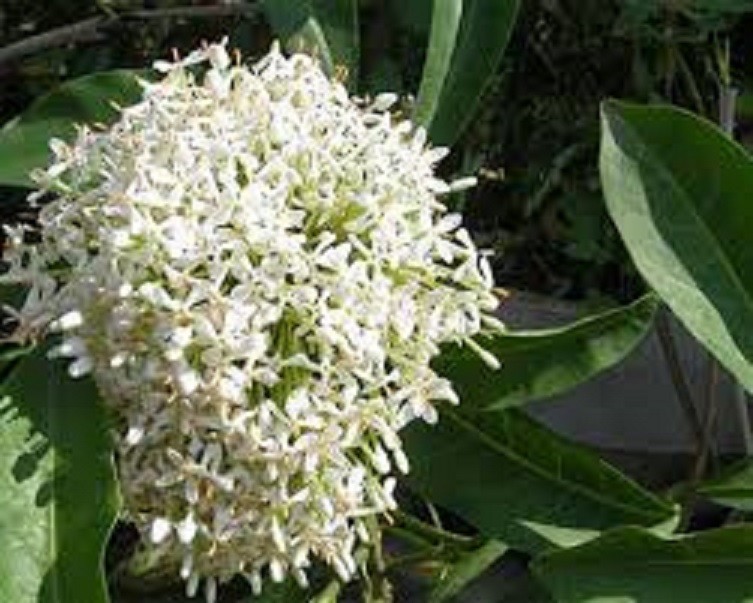 Hoa mẫu đơn trắng, đơn ta, hoa rất thơm, gửi đi nguyên bầu cây lớn đang nụ hoặc sắp nụ + Tặng 2 Cây Quế Giống