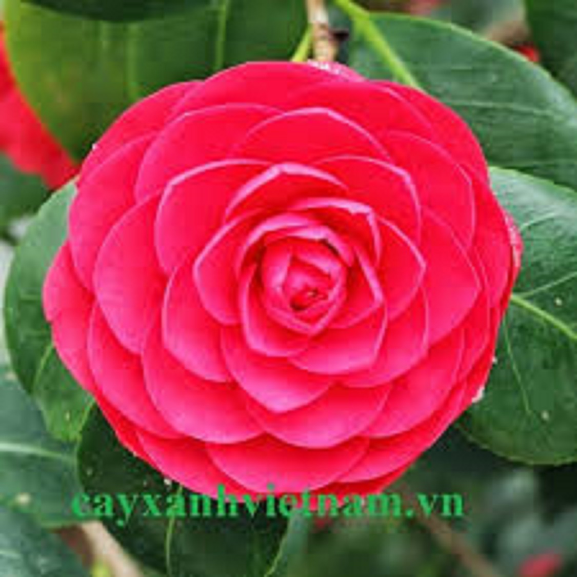 BẦU Cây Hoa Trà mi GIỐNG