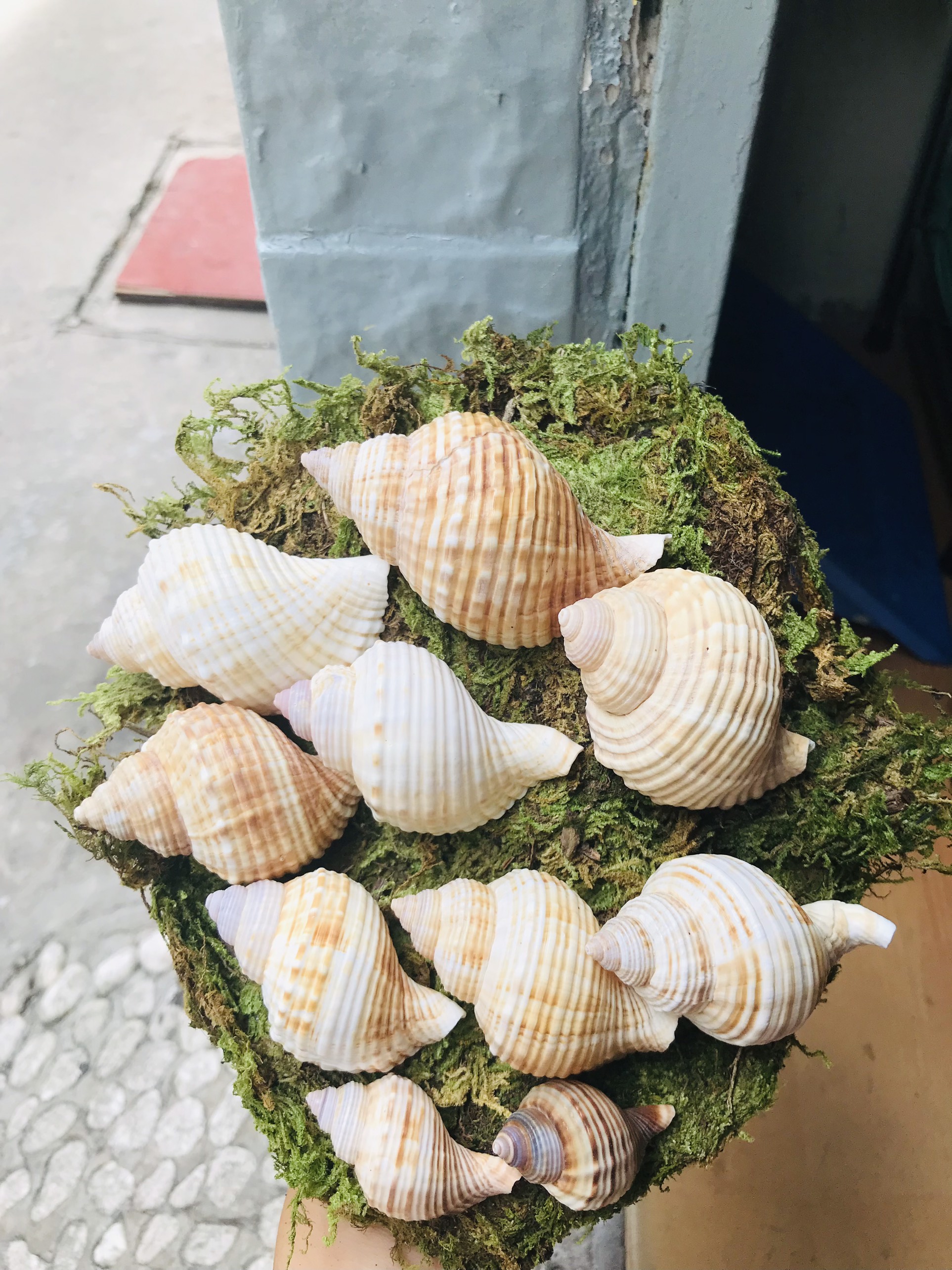 Vỏ Ốc Nhung (trang trí bể cá)