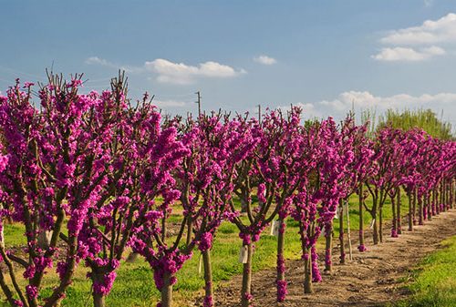 Cây Hoa Hạnh Phúc- cây gửi đi nguyên bầu
