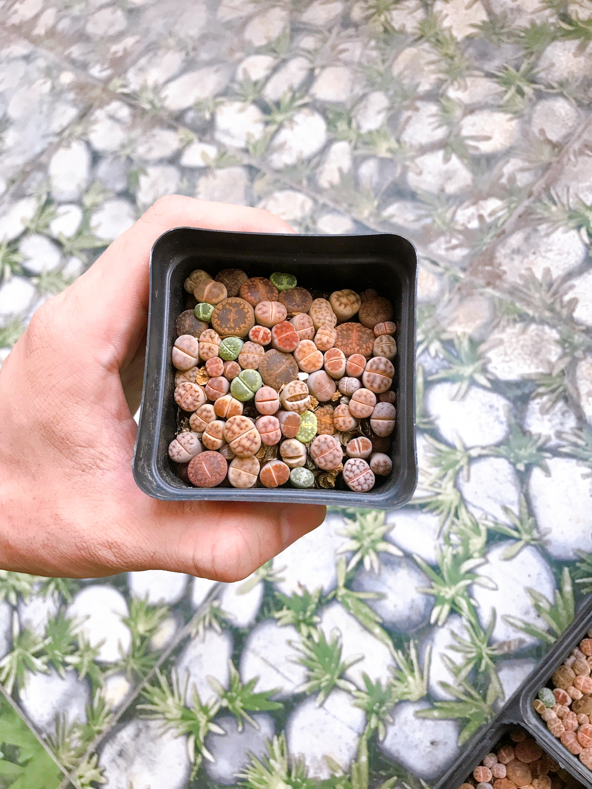 cây sen đá mông sen đá lithops thạch lan size nhỏ
