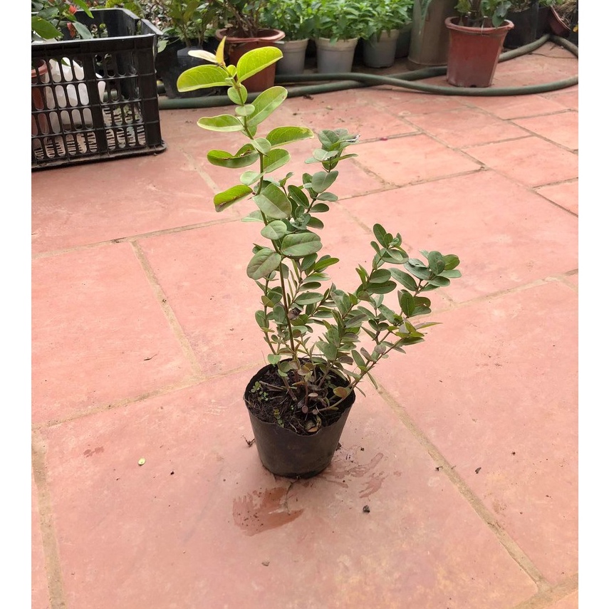 Cây siro cao 50cm (ảnh thật số 2)