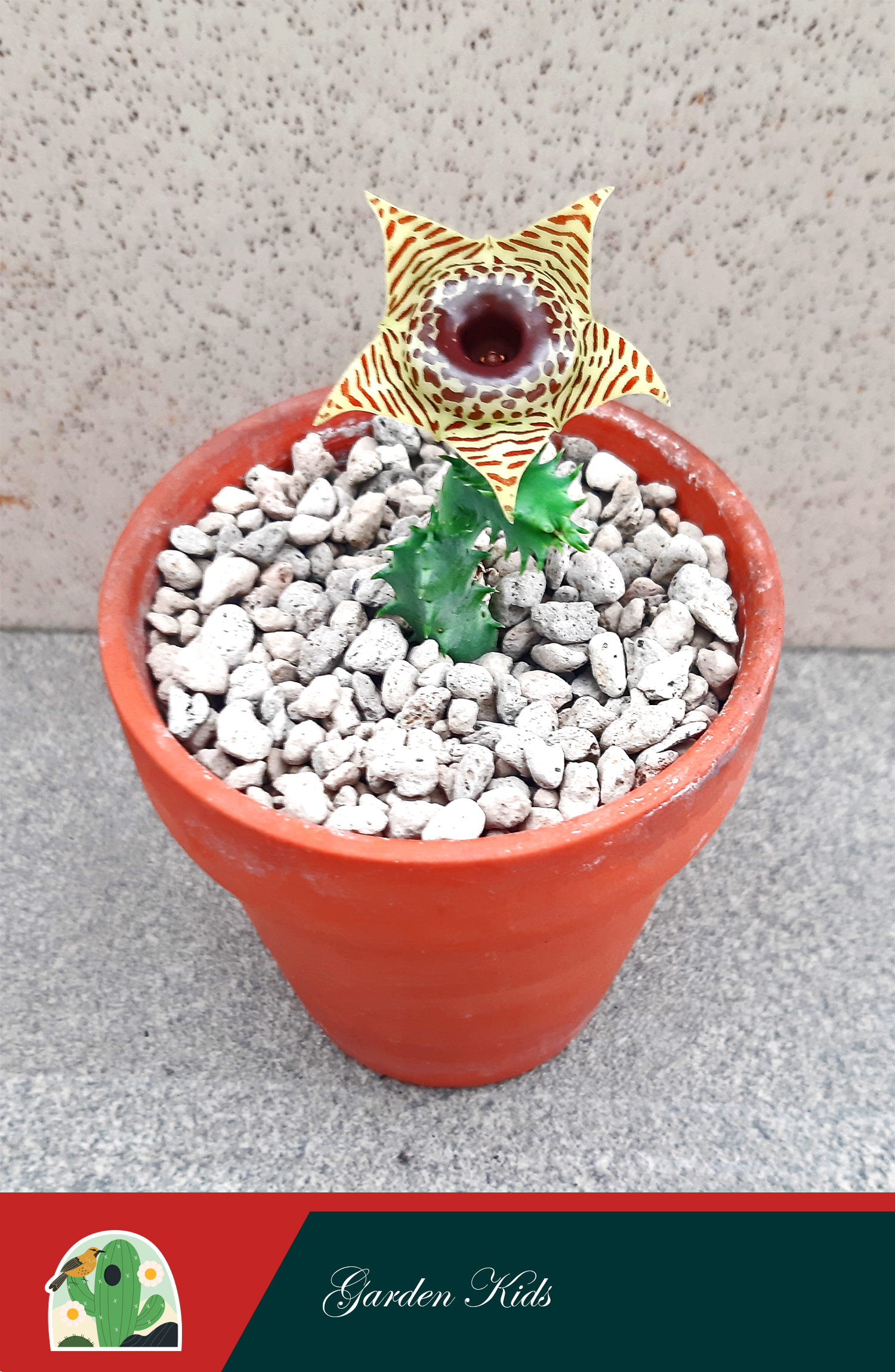 Xương rồng sao biển hoa vàng - đen (Huernia Zebrina)
