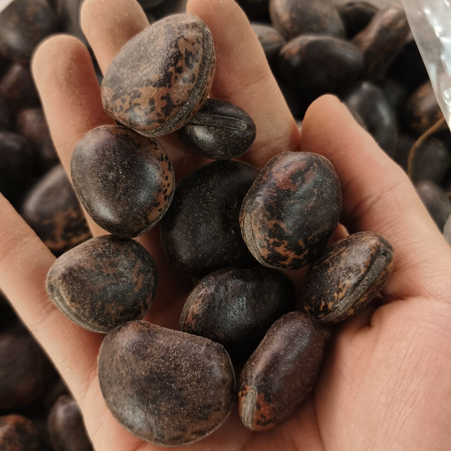 Hạt Đậu Lào, Hạt Hút Nọc Độc (500gram) - Đặc Sản 27