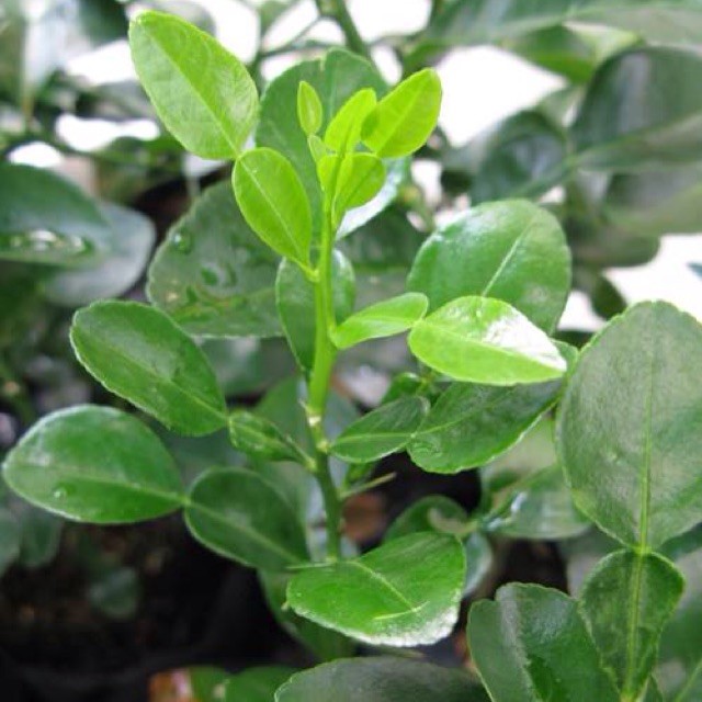 combo 3 CÂY CHÚC (CHANH THÁI) CAO KHOẢNG 20CM TRỒNG TỪ HẠT VÙNG BẢY NÚI AN GIANG, CÂY CHÚC TRỒNG LẤY TRÁI HOẶC LẤY LÁ LÀM GIA VỊ- CÂY TRÚC GIỐNG Y HÌNH