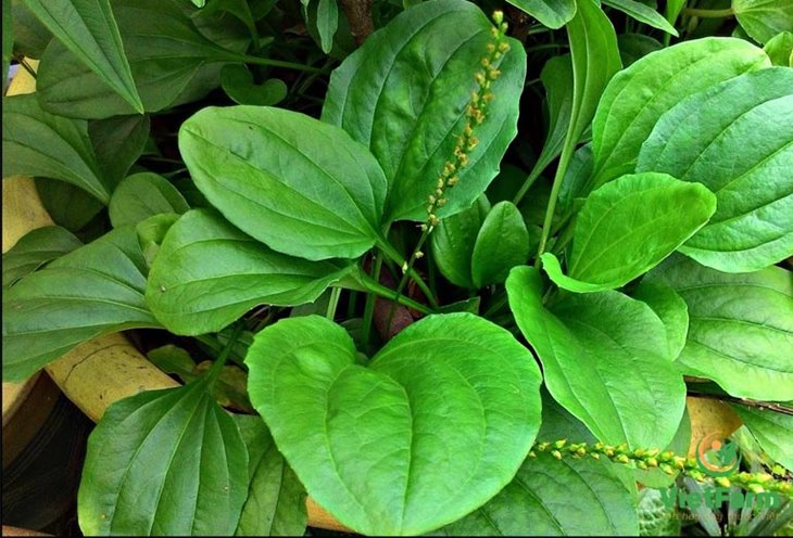 Hạt giống cây mã đề - 1 gói 2gram