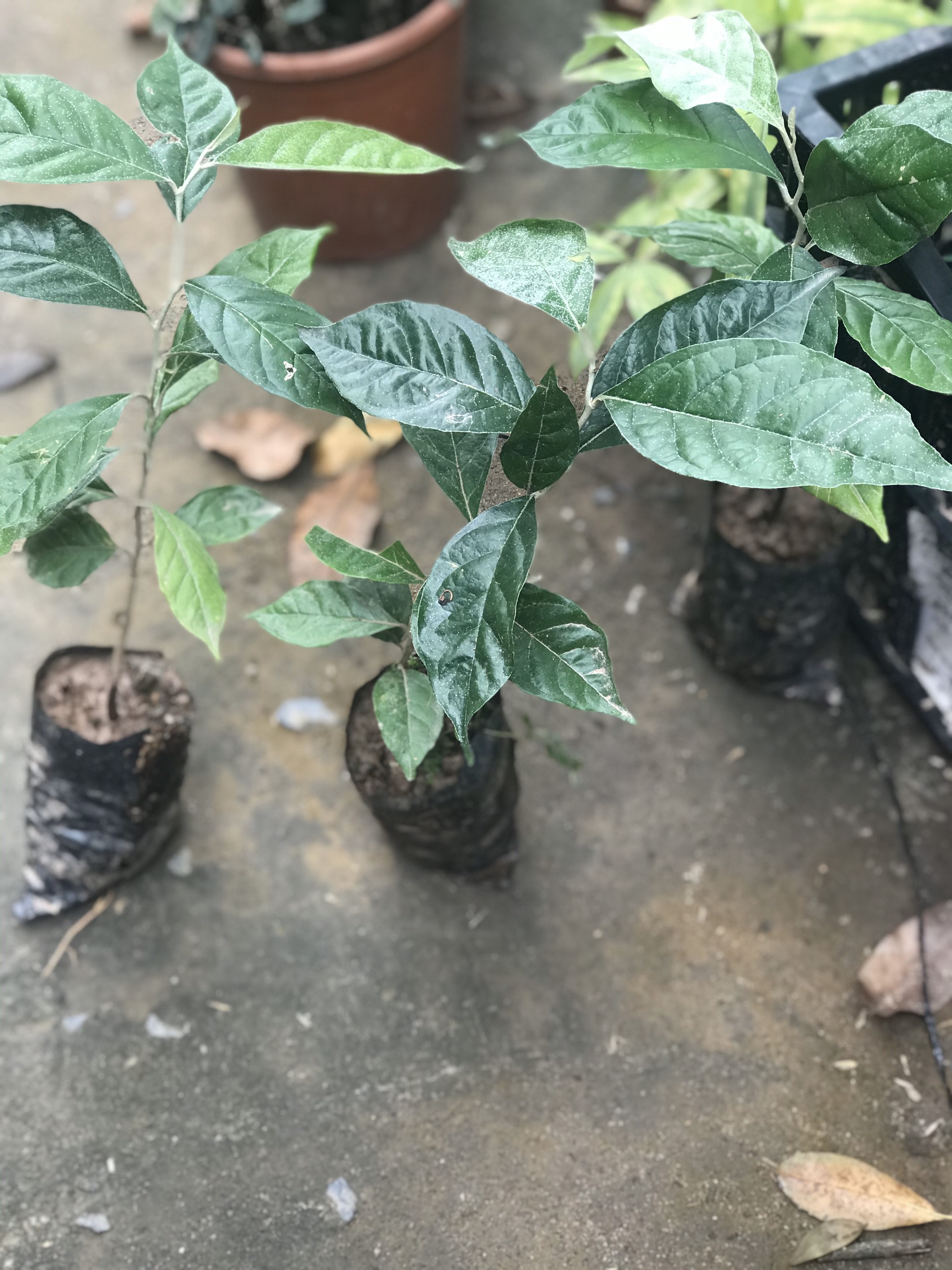 Cây nhót ngọt siêu trái mỹ