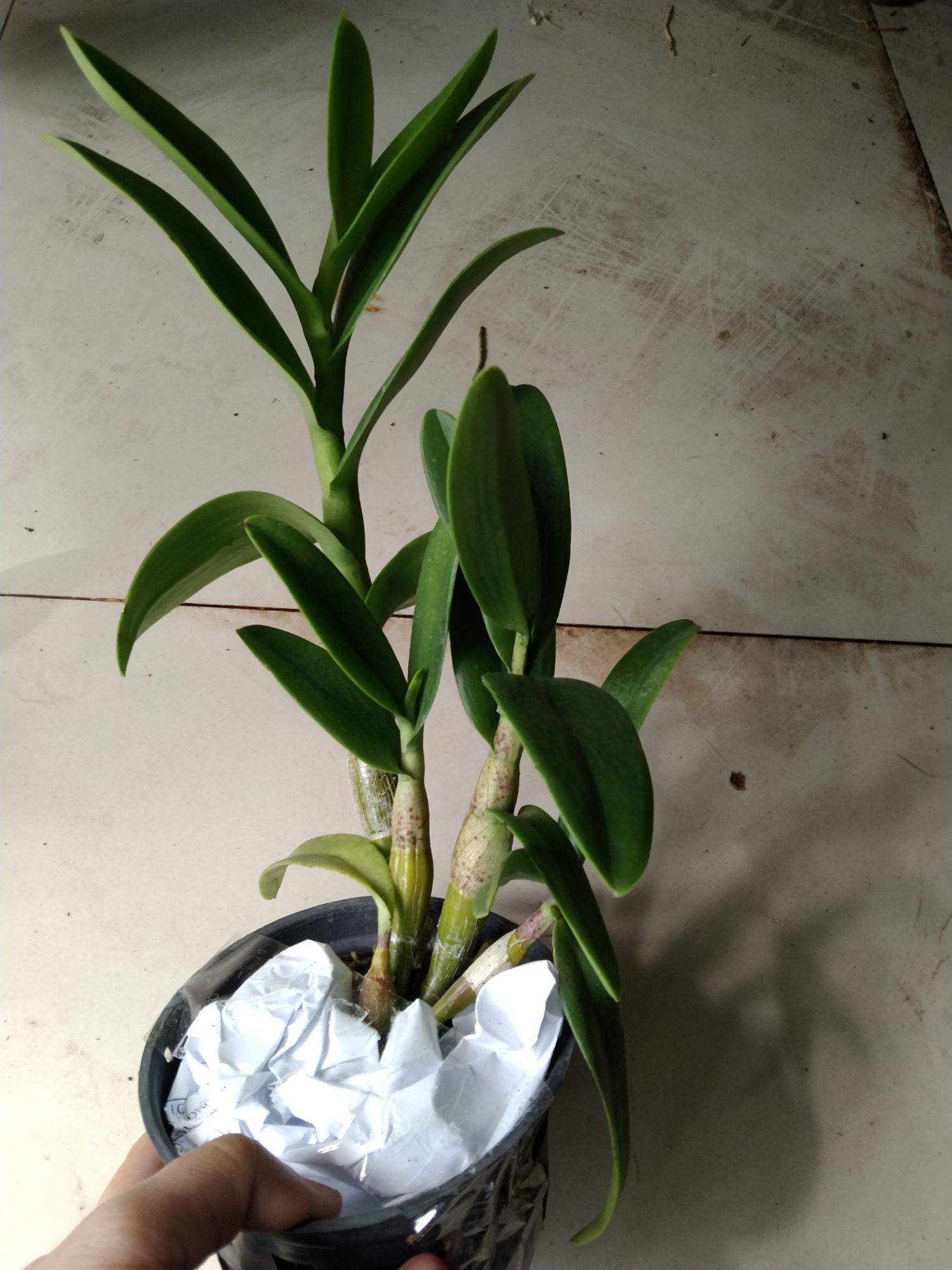 Hoa Lan denro pencam hoa thơm cây sắp hoa