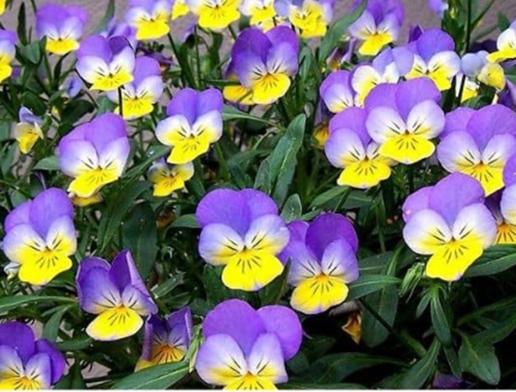 30 Hạt giống hoa Păng xê tím