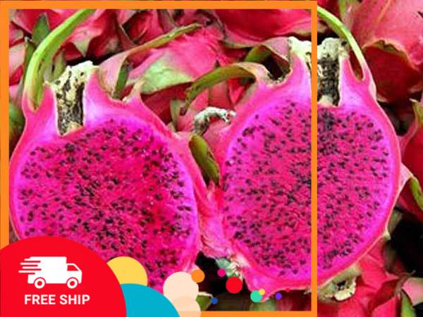 (SỐC) Cây giống thanh long ruột đỏ