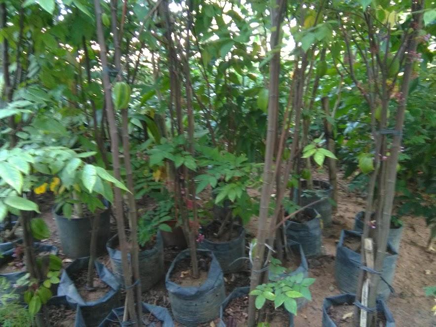 Cây khế chua- chiều cao khoảng 1m