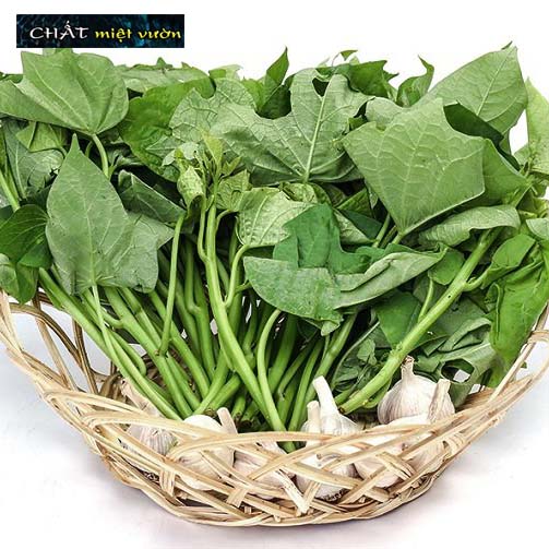Bó 10 Dây khoai lang giống siêu củ/siêu đọt (1 cây giống đỏ/xanh dài ~35cm)