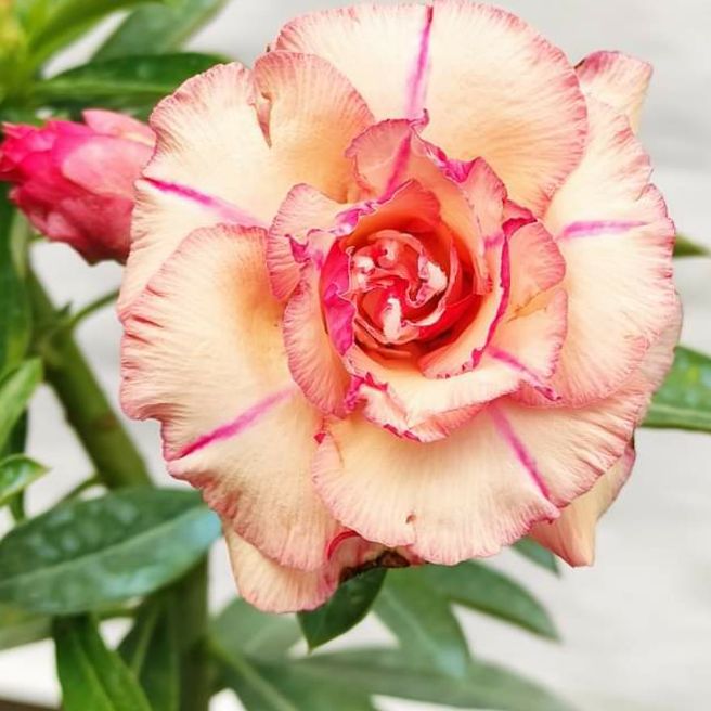 25 Adenium seeds from Thailand (new seeds)