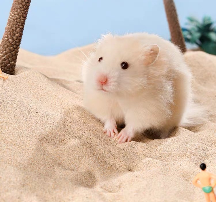 Indian Sand (Brown Buddy - India) - Bedding for Hamsters, Fat Tails,... - T3 Pets Shop