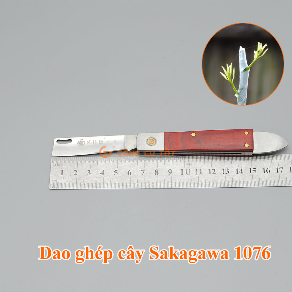 Dao ghép cây Sakagawa 1076 để ghép cành