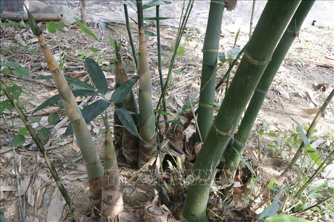 Cây giống măng tre bát độ, cam kết giống chuẩn f1