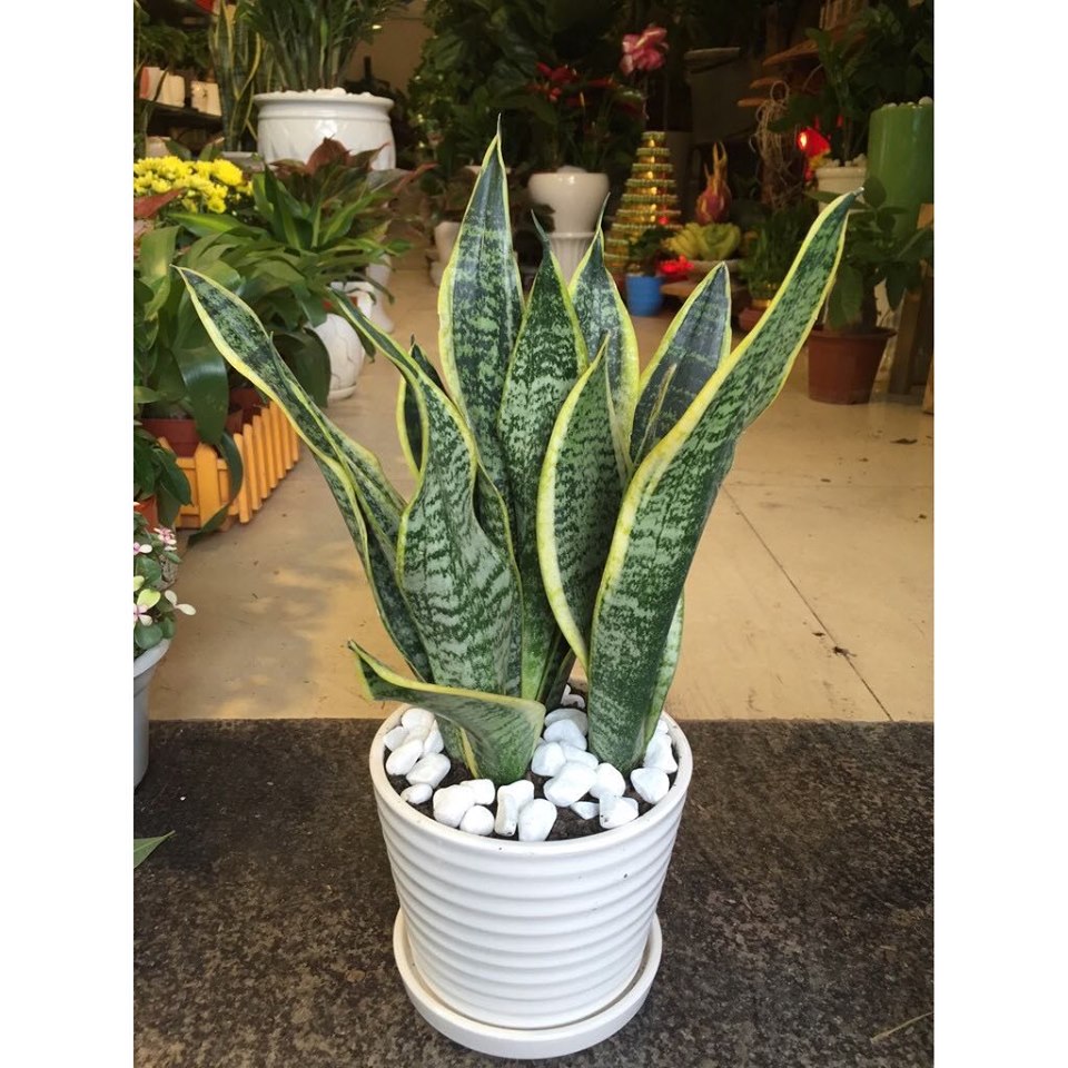 Chậu 3 Cây lưỡi hổ thái - tam lộc, được trồng làm viền hoặc bụi trong các trường học, công viện, nhà máy … hoặc trồng trong các chậu trang trí nội thất cho văn phòng , nhà ở, công ty …