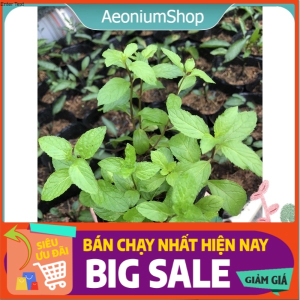 Cây bạc hà peppermint - bạc hà cay