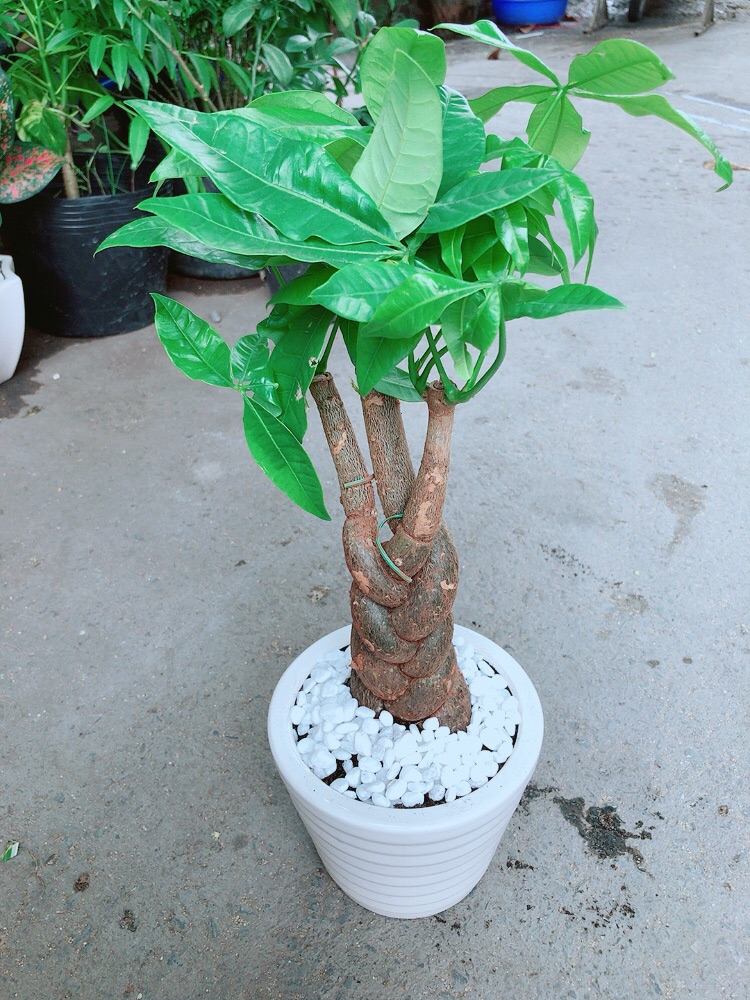 Chậu Vạn Niên Thanh