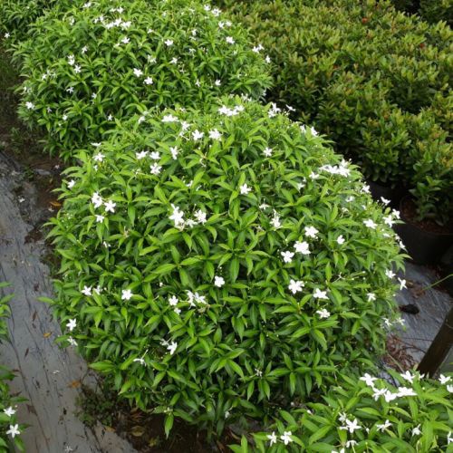 Cây giống mai vạn phúc