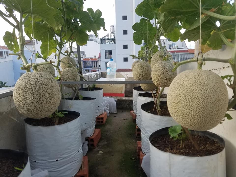 Hạt giống dưa lưới da xanh tròn siêu trái ( 10 hạt/gói )