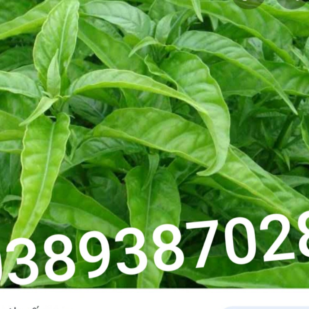 cây hoàn ngọc trắng,1kg khô, đã thái mỏng,hàng cao cấp