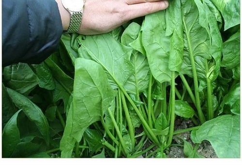 Hạt Giống Cải Bó Xôi (Rau Chân Vịt) Chịu Nhiệt, Dễ Trồng - gói 20g (Hàng Loại 1)