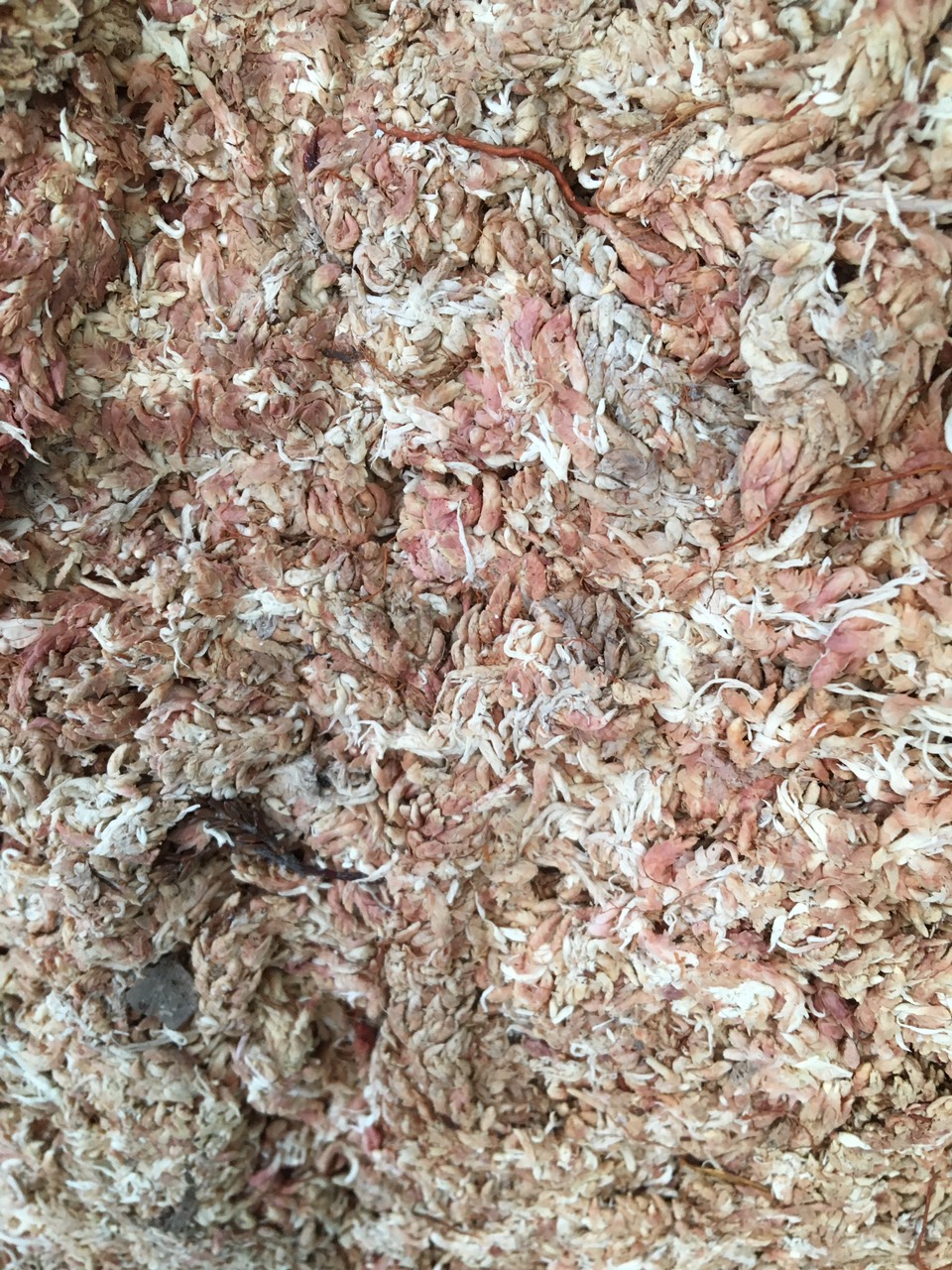 Dớn chile cọng con sâu gói 100gr