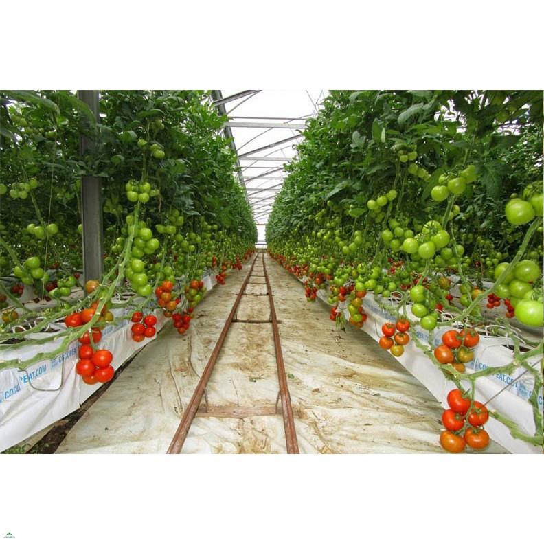 Lavamix HYDROPONIC 100ml - Dung dịch thuỷ canh Thuỷ sinh