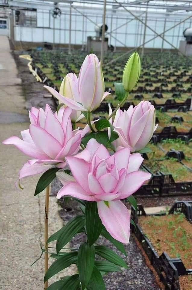Củ ly cao hà lan cánh kép size 14/16 đủ màu