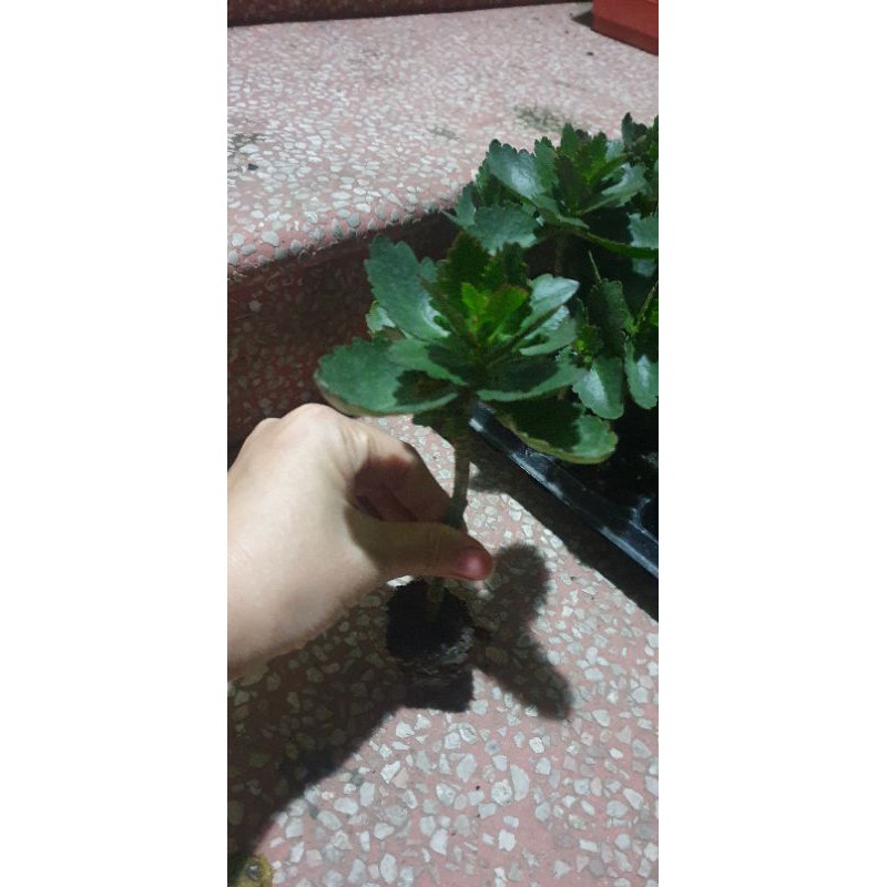 Cây con giống sống đời kép màu đỏ