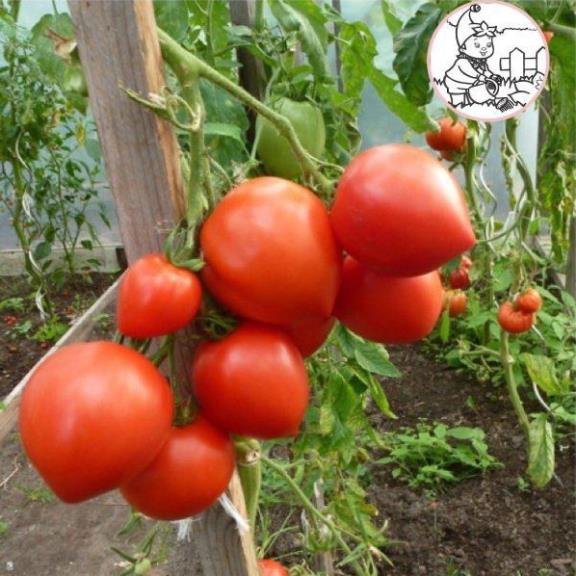 HẠT CÀ CHUA TRÁI TIM ĐỎ - GÓI 0,1 GRAM